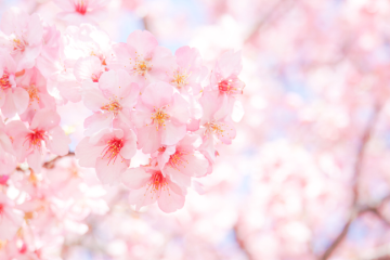 桜が楽しめる貸別荘・コテージ