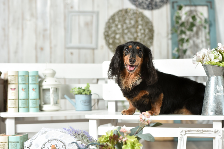 ペットと泊まれる高級貸別荘・ラグジュアリーグランピング