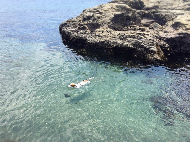 シーサイドガーデン　DAYOFF｜千葉県・館山・南房総｜透明度はバツグン。シュノーケリングに最適です。