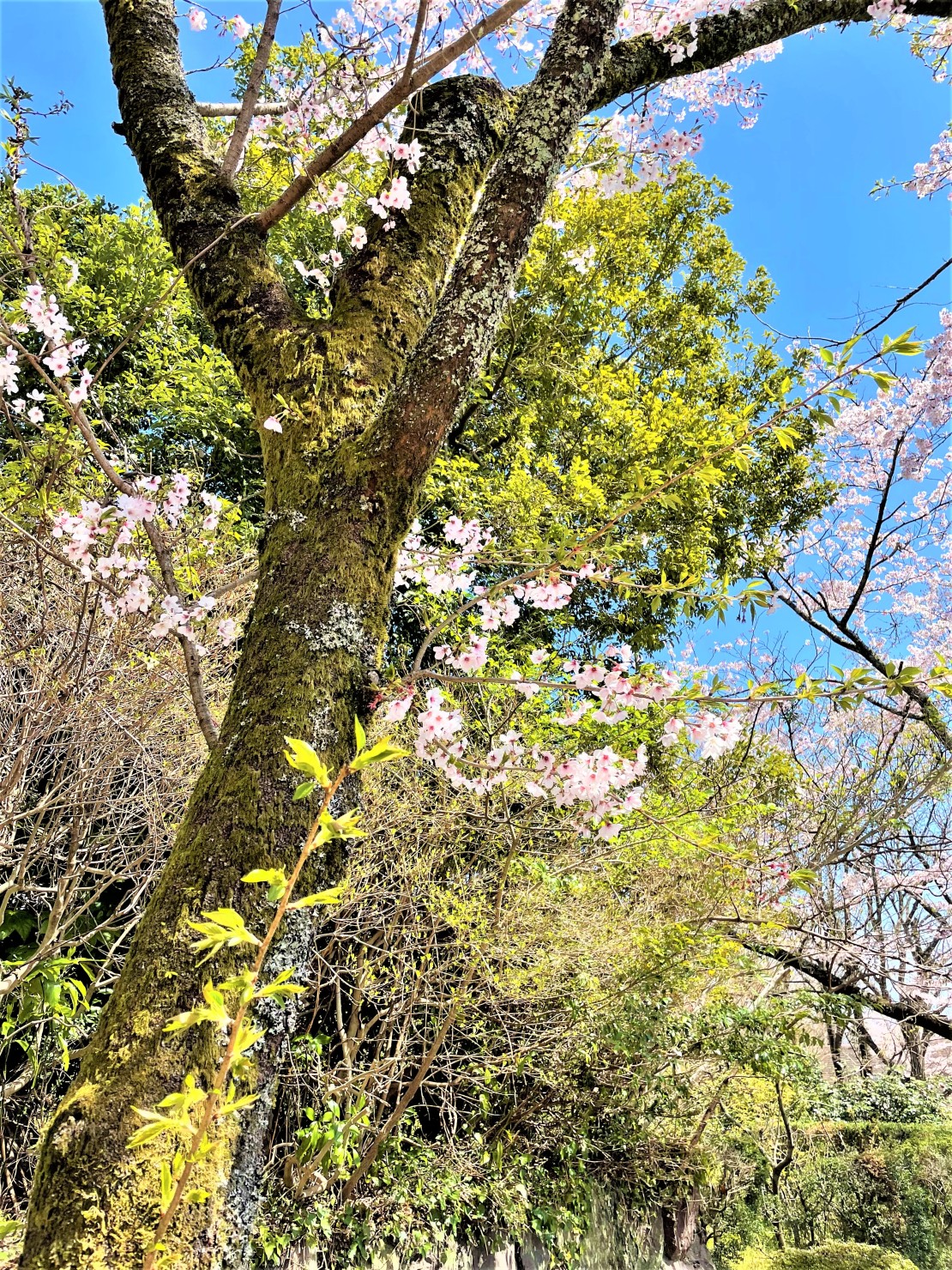 パルフォーレ伊豆｜静岡県・伊豆高原｜建物前の桜（２０２２年撮影）