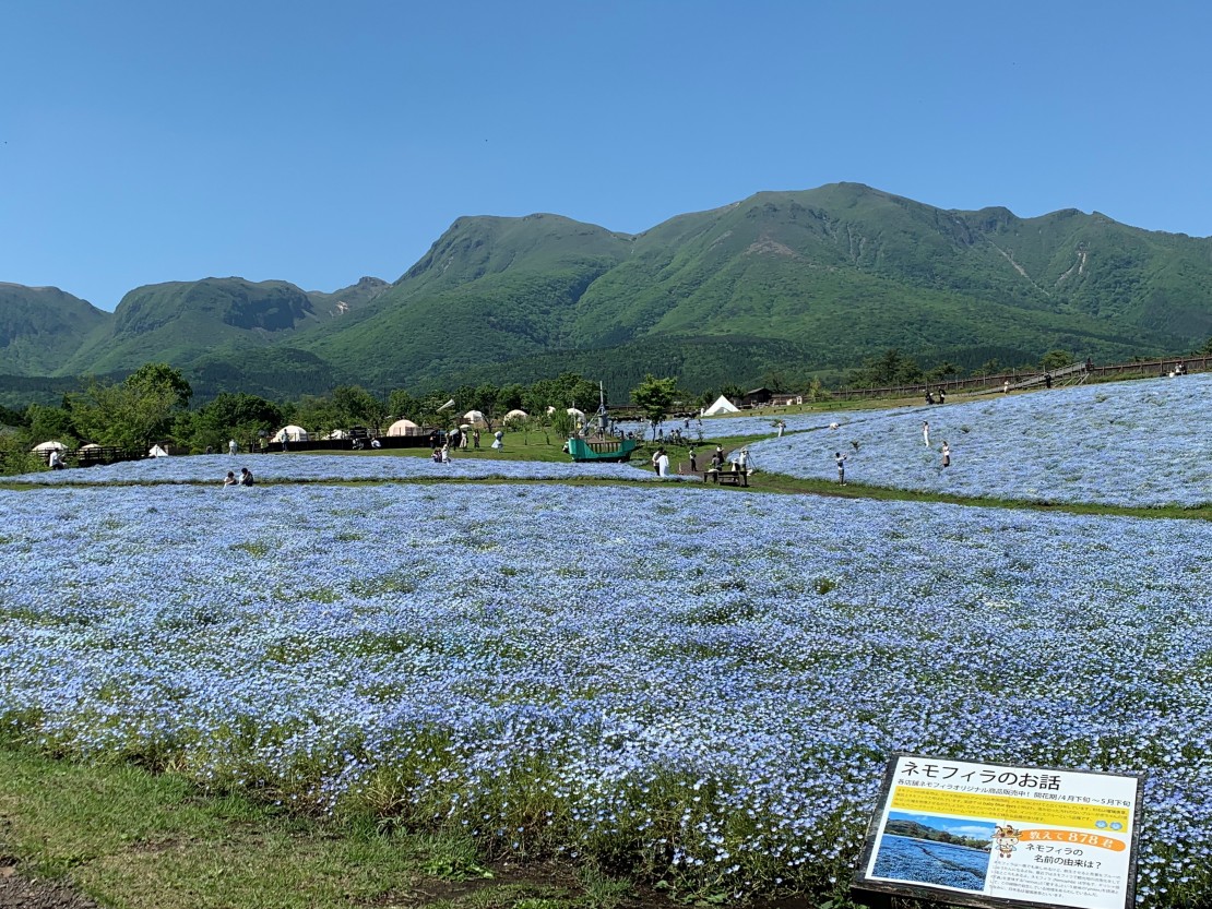 くじゅう花公園　キャンピングリゾート　花と星｜大分県・九重・久住・竹田・長湯｜園内にあるネモフィラ畑です。