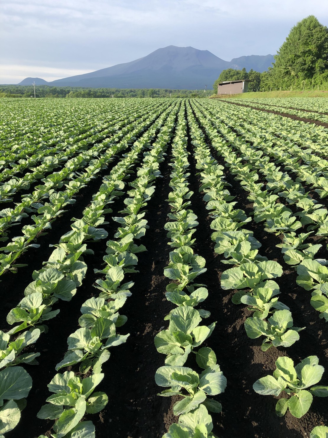高原の貸別荘　くるみテラス｜群馬県・北軽井沢・嬬恋・万座｜きゃべつ畑と浅間山