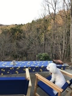 癒しの森スターヒルズ　夢の家｜静岡県・中伊豆｜しつけが出来ているワンちゃんも宿泊ＯＫです。