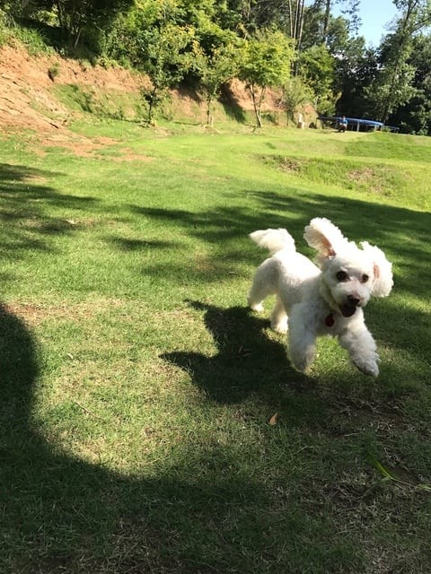 癒しの森スターヒルズ　夢の家｜静岡県・中伊豆｜ドックランもございます。（柵あり＆柵なし）