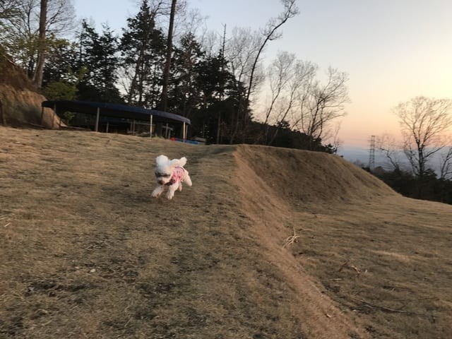 癒しの森スターヒルズ　アンの家｜静岡県・中伊豆｜しつけが出来ているワンちゃんも宿泊可能。ドックラン（柵あり・柵なし）あります。