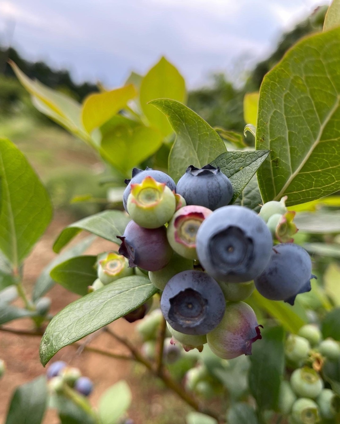 癒しの森スターヒルズ　アンの家｜静岡県・中伊豆｜敷地内のブルーベリー農園