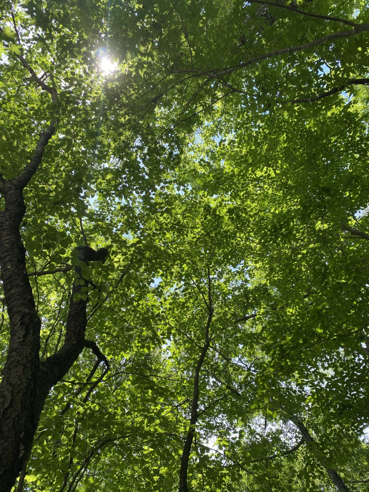 群馬県 北軽井沢・嬬恋・万座のコテージ｜森のログハウスSENの写真：木もれ陽