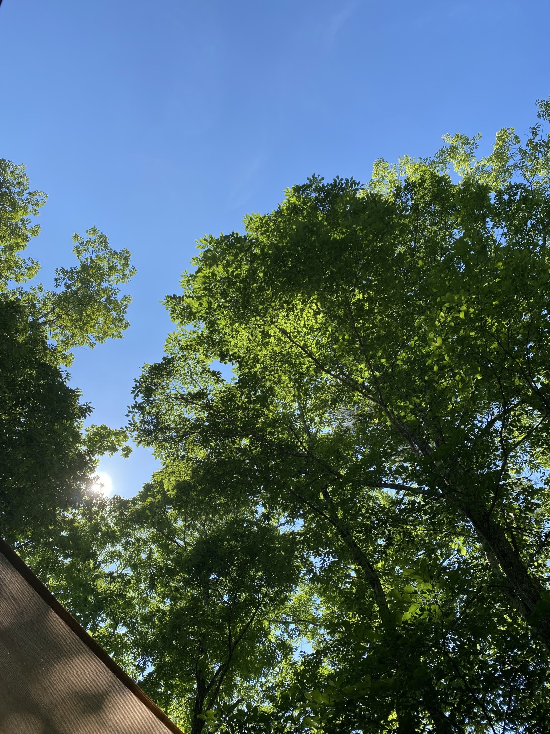 森のログハウスSEN｜群馬県・北軽井沢・嬬恋・万座｜高原の風を感じながらのんびりと。