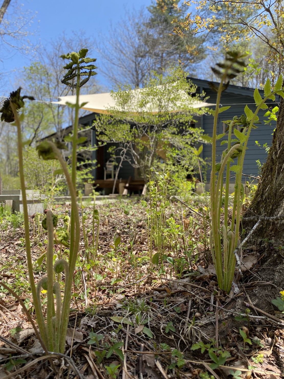 森のログハウスSEN｜群馬県・北軽井沢・嬬恋・万座｜広い敷地内をご自由にお使いいただけます