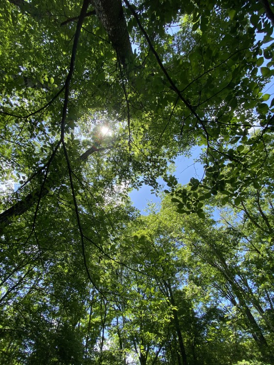 群馬県 北軽井沢・嬬恋・万座の貸別荘・コテージ｜森のログハウスSEN：森