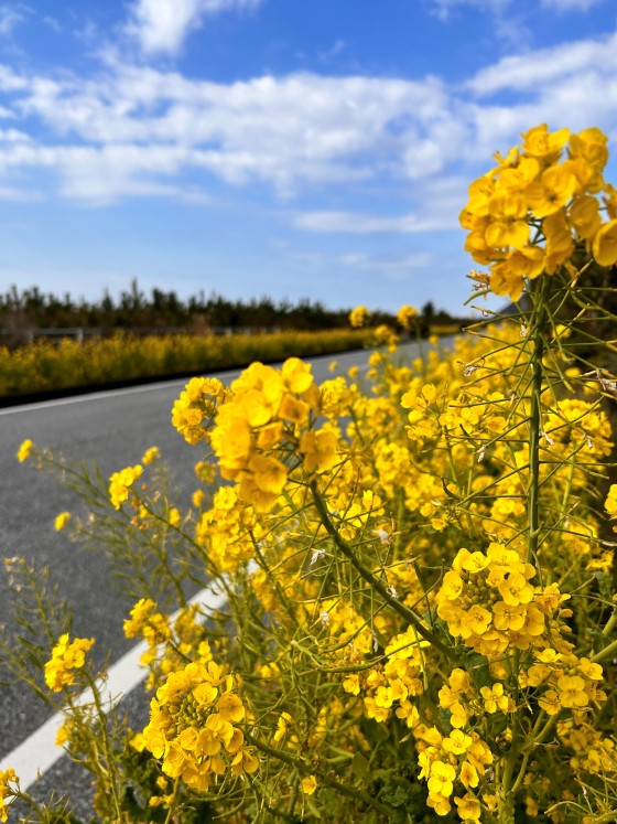 千葉県 館山・南房総の貸別荘・コテージ｜VILLA HALFMOON　【4LDK2棟/2LDK4棟】：地域