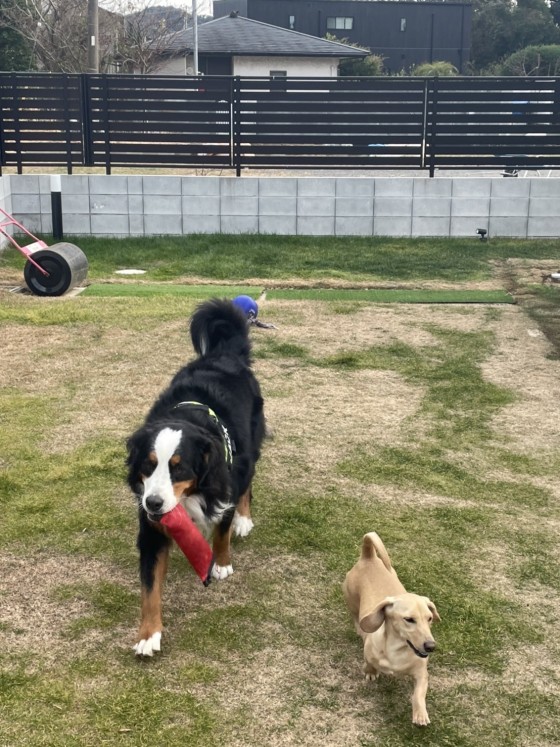 千葉県 木更津・君津・富津のグランピング｜BASE 1901：ペットOK