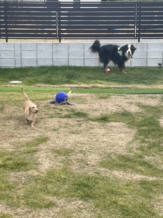 千葉県 木更津・君津・富津のグランピング｜BASE 1901：ドッグラン