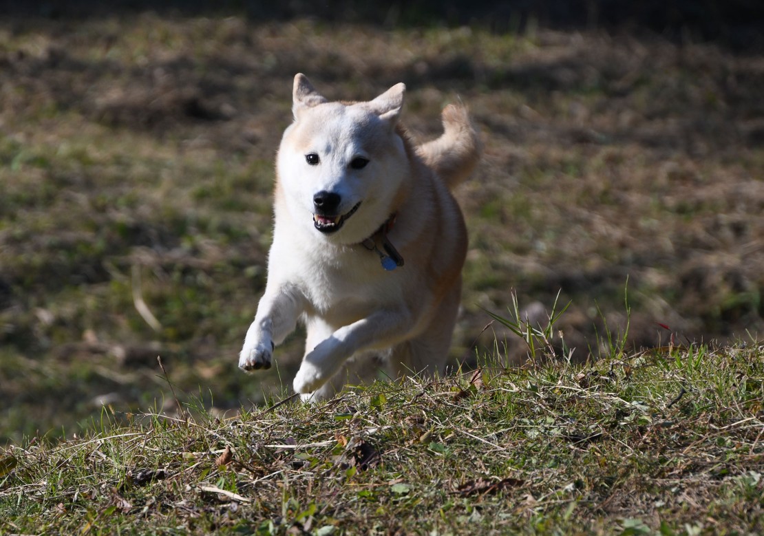 愛犬と泊まれるログハウス/自家焙煎珈琲 南房総maru｜千葉県・館山・南房総｜広々ドッグランでわんちゃん走り放題