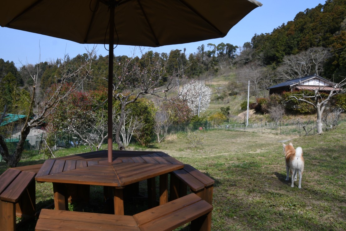 愛犬と泊まれるログハウス/自家焙煎珈琲 南房総maru｜千葉県・館山・南房総｜BBQ可能なガーデンテーブル