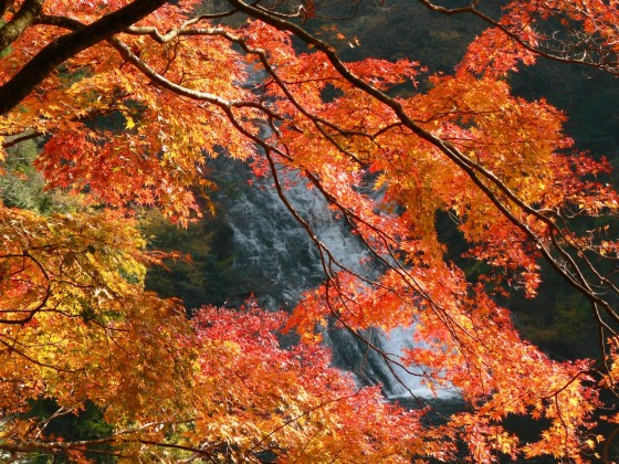 千葉県 九十九里・銚子の貸別荘・コテージ｜THE Air一宮　-South-　南棟：紅葉スポット