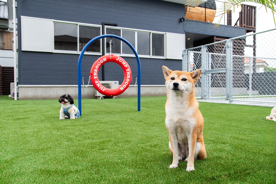 千葉県 館山・南房総のコテージ｜Dog Villa SAMPO（ドッグ ヴィラ サンポ）の写真：ドッグラン
最大３頭ご宿泊可能です