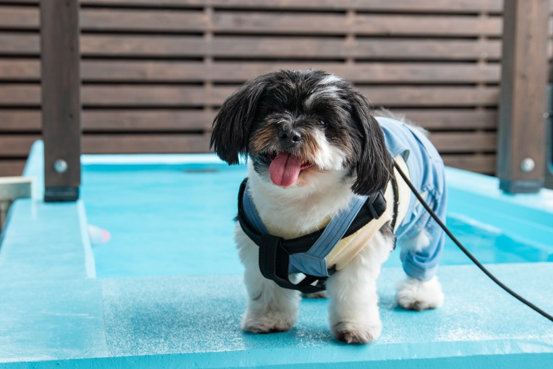 Dog Villa SAMPO（ドッグ ヴィラ サンポ）｜千葉県・館山・南房総｜プール
ワンちゃんはもちろん、人も入れます
※温水ではありません