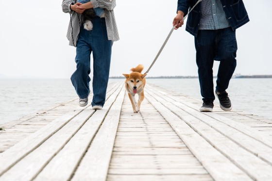 千葉県 館山・南房総の貸別荘・コテージ｜Dog Villa SAMPO（ドッグ ヴィラ サンポ）：海