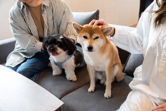 千葉県 館山・南房総の貸別荘・コテージ｜Dog Villa SAMPO（ドッグ ヴィラ サンポ）：ペットOK