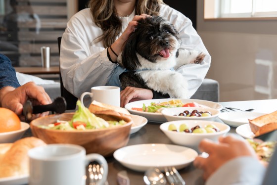 千葉県 館山・南房総の貸別荘・コテージ｜Dog Villa SAMPO（ドッグ ヴィラ サンポ）：女子会・女子旅
