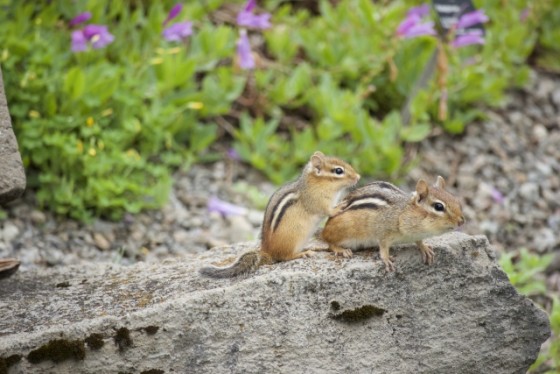 静岡県 伊東・宇佐美・川奈の貸別荘・コテージ｜ISOLA伊豆高原：森