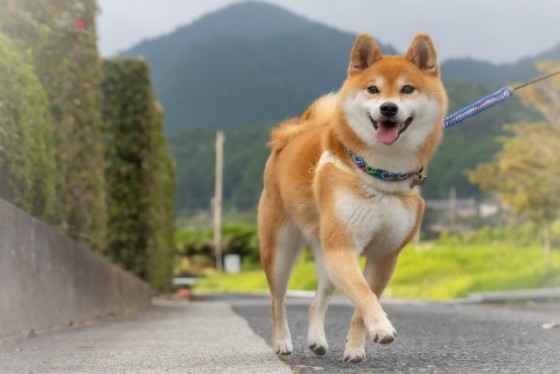 静岡県 伊東・宇佐美・川奈の貸別荘・コテージ｜ISOLA伊豆高原：ペットOK