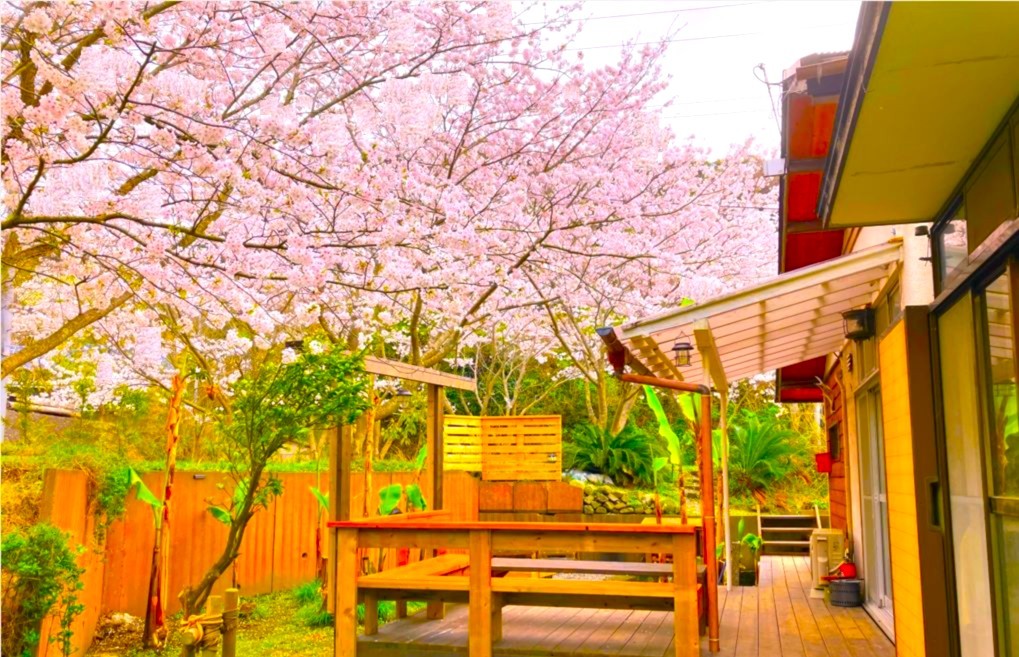 金谷バナナハウス｜千葉県・木更津・君津・富津｜春のバナナハウス。施設の周りは桜並木です。お花見BBQも贅沢に貸切で楽しめます♪