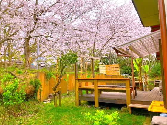 千葉県 木更津・君津・富津の貸別荘・コテージ｜金谷バナナハウス：桜