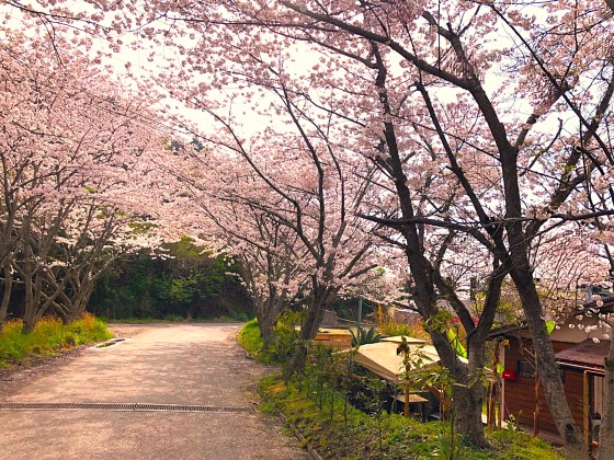 千葉県 木更津・君津・富津の貸別荘・コテージ｜金谷バナナハウス：卒業旅行
