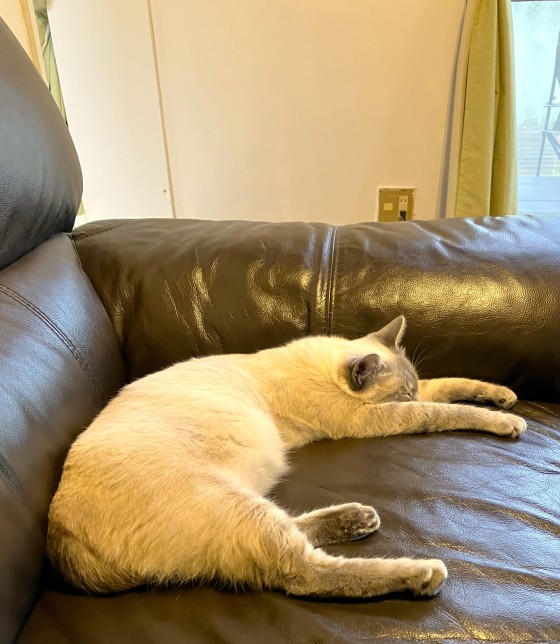 千葉県 木更津・君津・富津の貸別荘・コテージ｜金谷バナナハウス：ペットOK