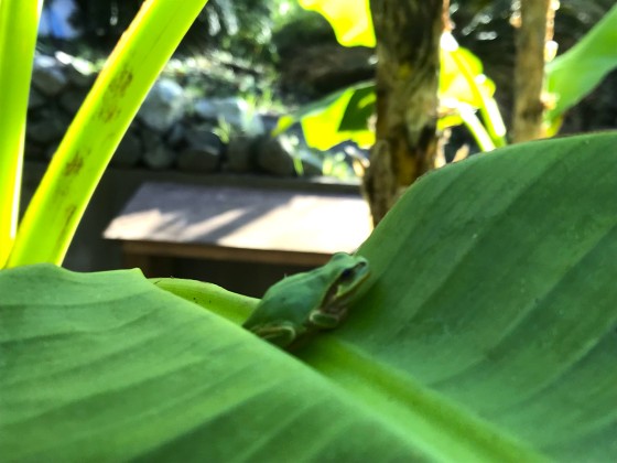 千葉県 木更津・君津・富津の貸別荘・コテージ｜金谷バナナハウス：日帰り利用OK