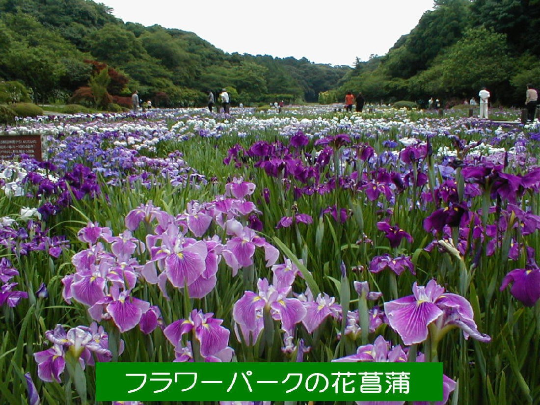 貸別荘 リザーブ｜静岡県・浜松・浜名湖｜浜松フラワーパークの花菖蒲の様子