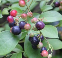 農園ログコテージ ブルーベリー・アナベル