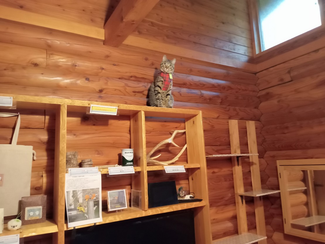 ふくろう山荘｜北海道・釧路・阿寒・根室・川湯・屈斜路｜急ごしらえですが、キャットタワーを作りました。猫ちゃんに人気です。