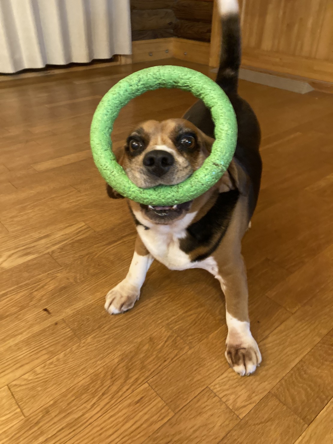 ふくろう山荘｜北海道・釧路・阿寒・根室・川湯・屈斜路｜看板犬ジョンです。みんな来てね♥