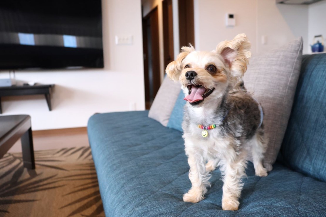 オーシャンリゾート館山 BBQハウス｜千葉県・館山・南房総｜屋内・屋外共にペットと一緒にお過ごしいただけます。