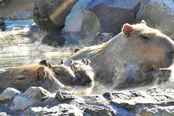 静岡県 伊豆高原の貸別荘・コテージ｜ラシェール南川奈：動物ふれあい