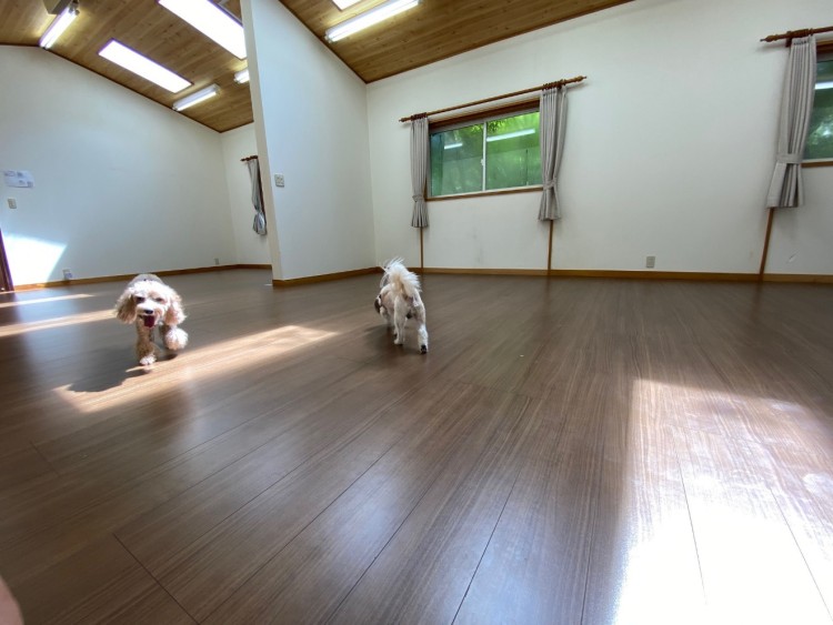 静岡県 熱海のコテージ｜熱海アトリエの写真：多目的ホール（室内ドッグラン）