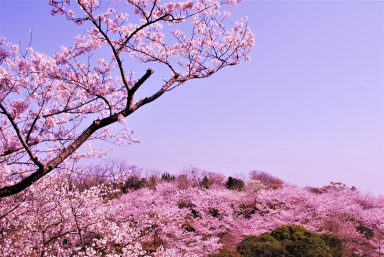 和歌山県 白浜・龍神の貸別荘・コテージ｜沖縄民宿かりゆし：桜