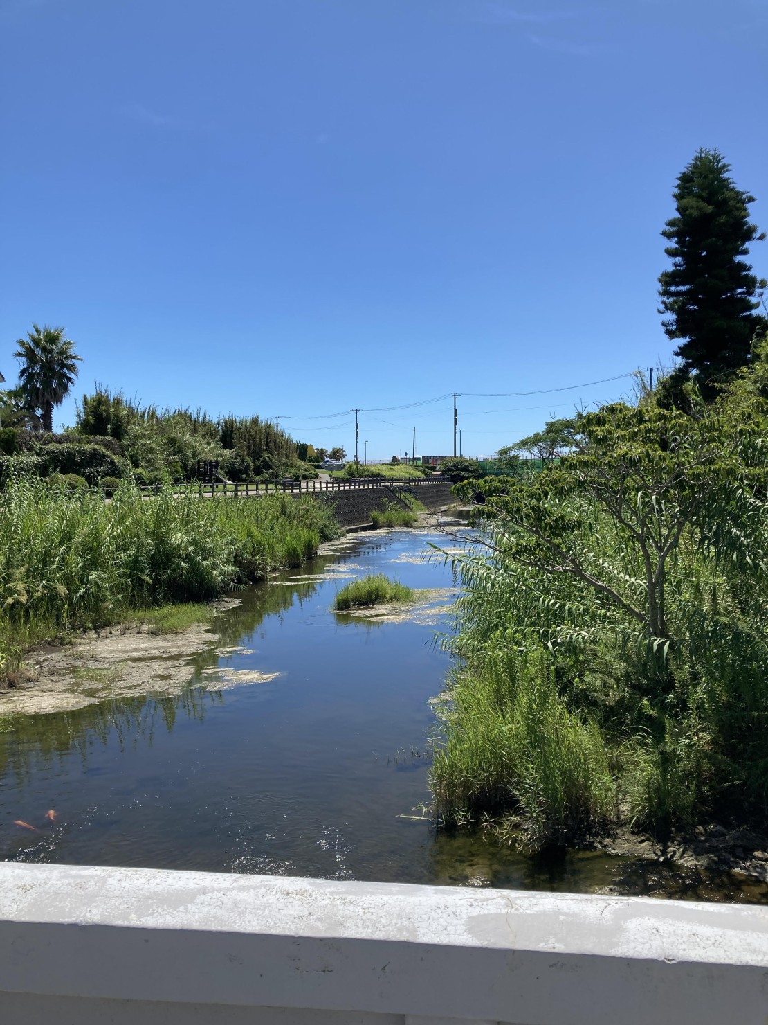 ocean blue mint｜千葉県・館山・南房総｜目の前には海と川があります。