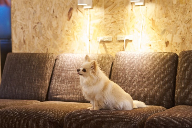 千葉県 勝浦・鴨川のコテージ｜Bungalow Oneの写真：ペット同伴可能