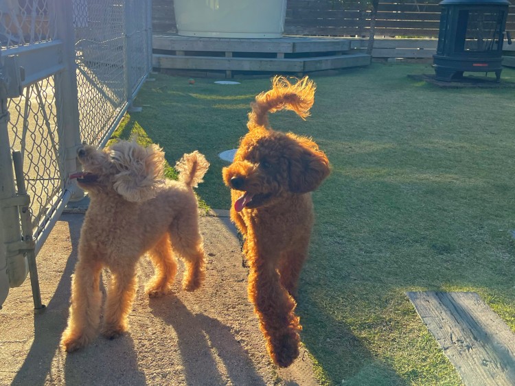 千葉県 館山・南房総のコテージ｜Sea Front Villaの写真：専用ドッグラン