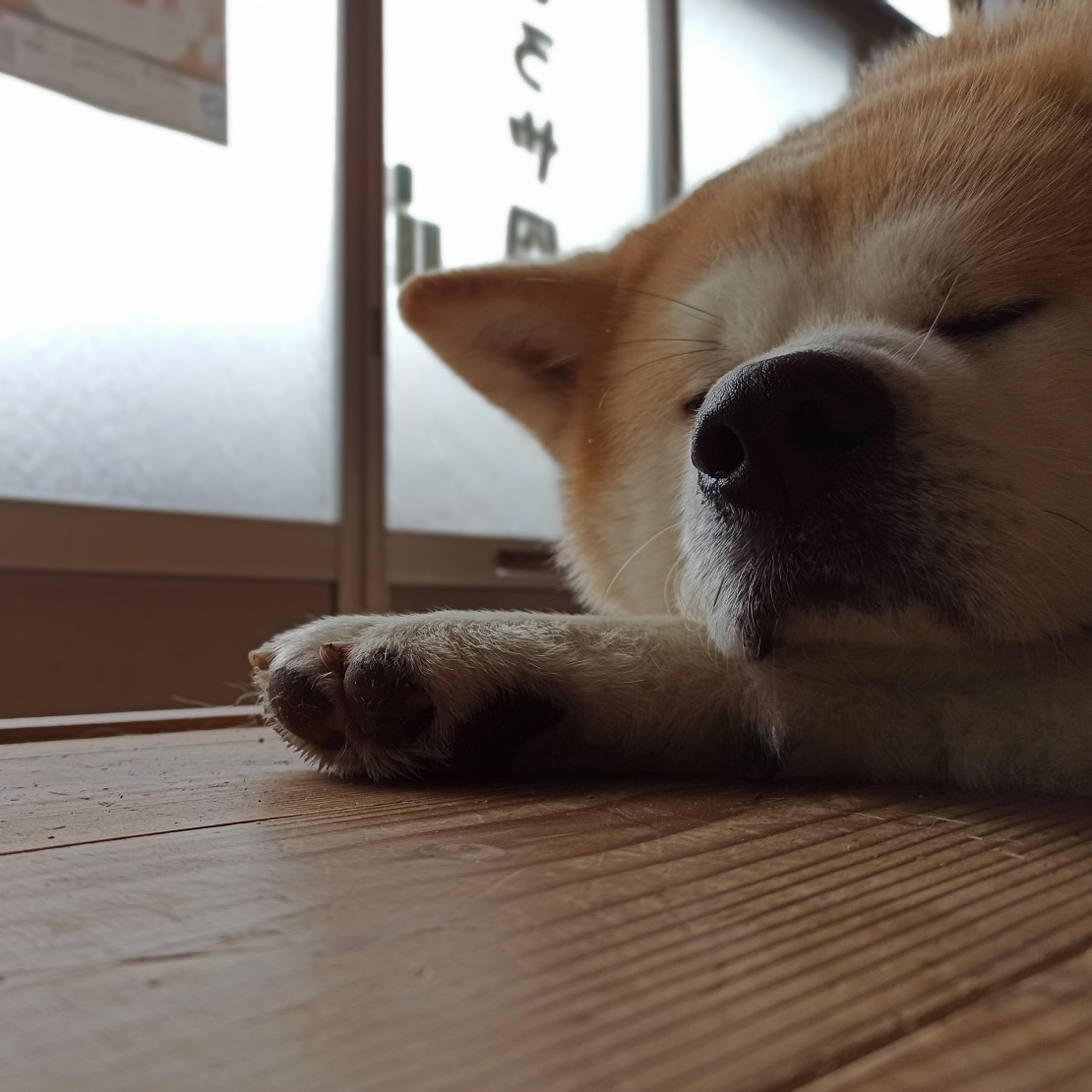 まろや四季｜愛媛県・南予・宇和島｜看板犬の秋田犬まろ