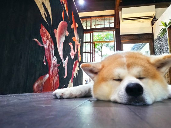 愛媛県 南予・宇和島の貸別荘・コテージ｜まろや四季：ペットOK