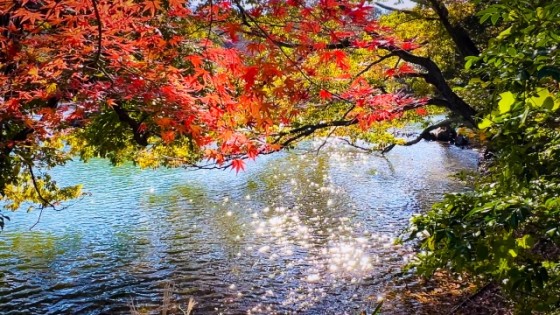 静岡県 伊豆高原の貸別荘・コテージ｜一本のえんぴつ：湖