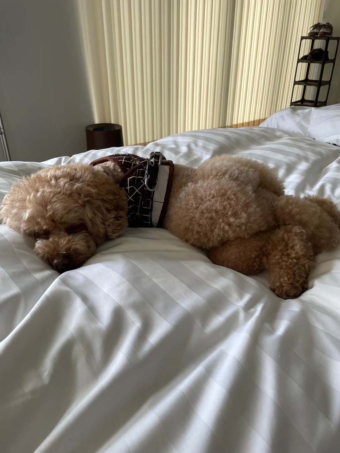 TAVISTAR｜千葉県・館山・南房総｜TAVISTARではペット同伴な部屋もございます。
ご家族や大切なペットと一緒に、安心してお過ごしいただけます！