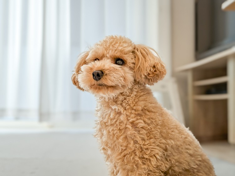 千葉県 勝浦・鴨川のコテージ｜tetoの写真：愛犬と一緒にご宿泊できます！