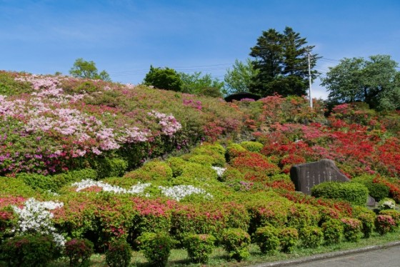 静岡県 伊豆高原の貸別荘・コテージ｜波空-Akazawa-：季節の花