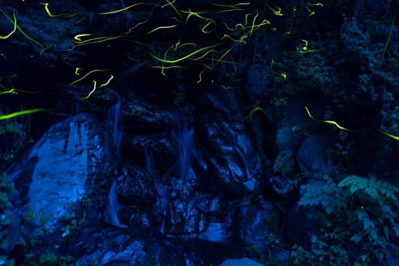 静岡県 伊豆高原の貸別荘・コテージ｜波空-Akazawa-：ホタル